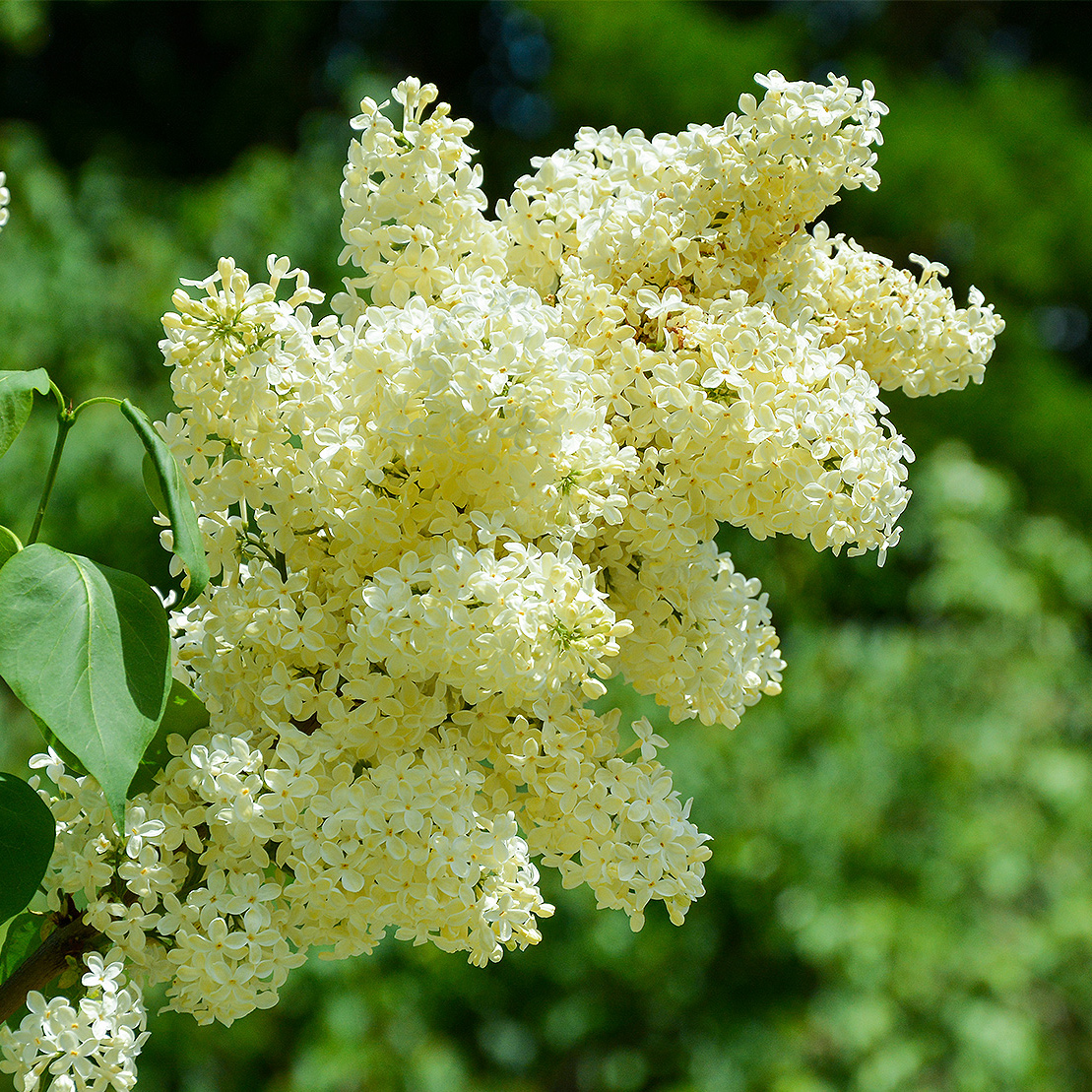 Сирень обыкновенная Примроуз c2 h20-40 UL 