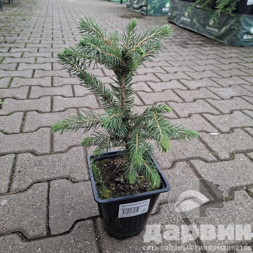 Ель колючая Роял Блю v2 Lav 