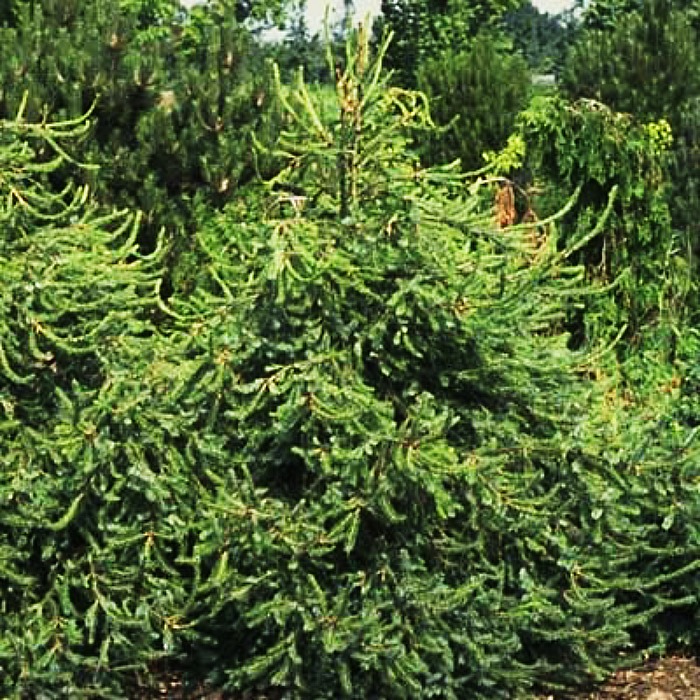 Растение ель сербская Фрея с5/30-40 Lt 