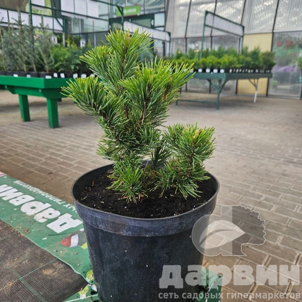 Сосна Винтер Голд ватермарка