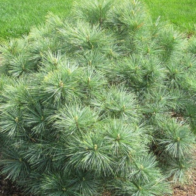 Сосна веймутова Блю Шаг на штамбе 40см v20 30-40 UL 