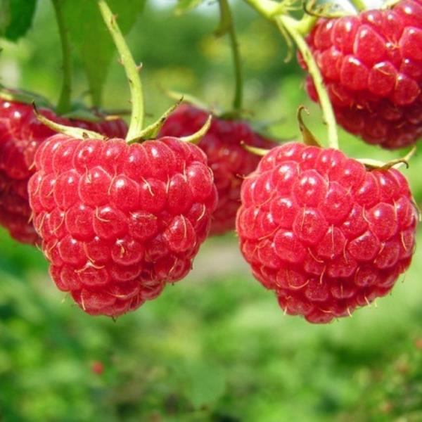 Малина в сортах 10л 