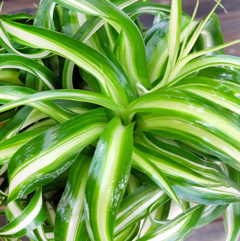 Хлорофитум Хохлатый Бонни кашпо d23 ХР 