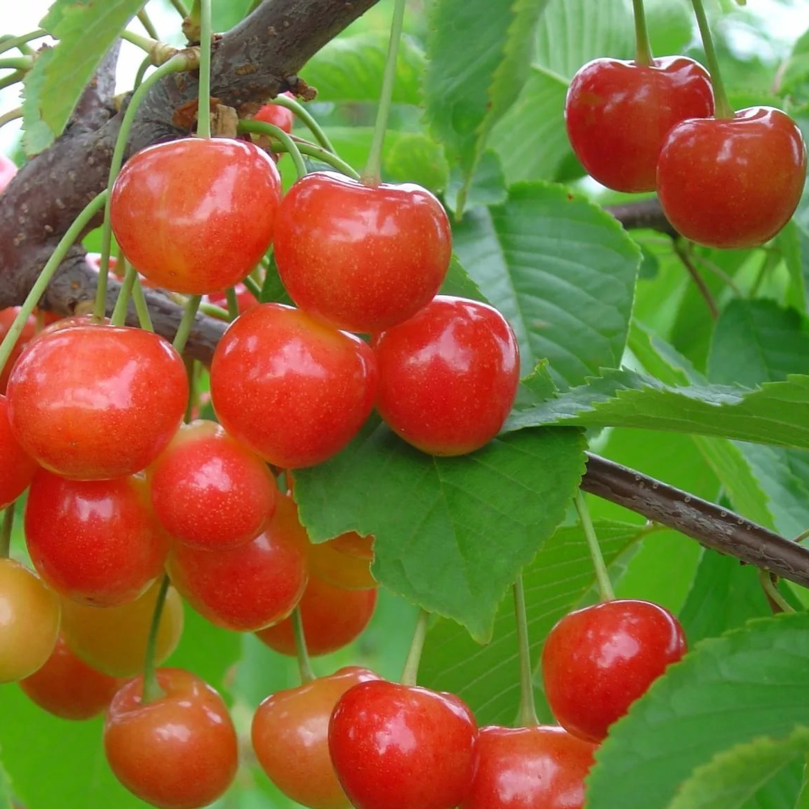 Черешня Брянская Розовая поздн v7,5 120-140 ЦО 