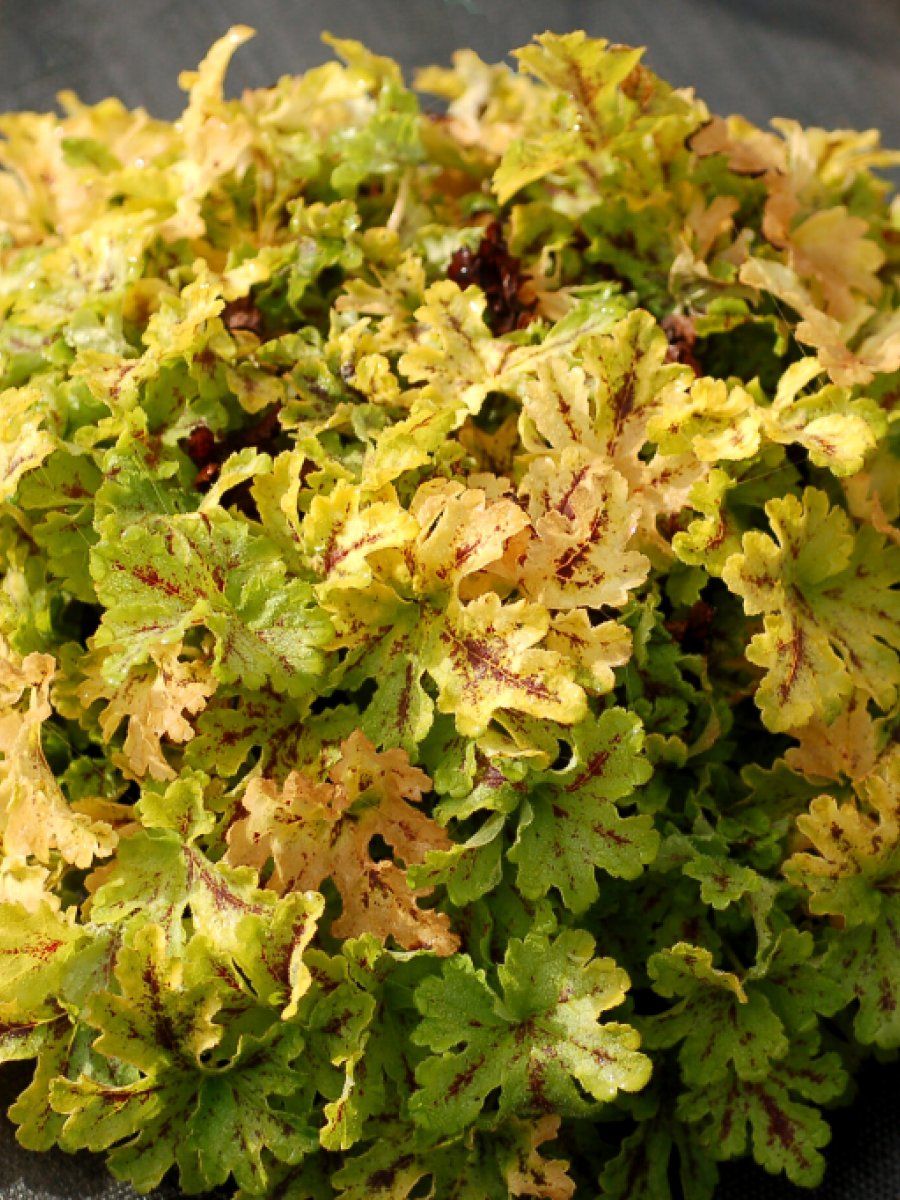 Гейхера Спайси Лайм d12 ХР 