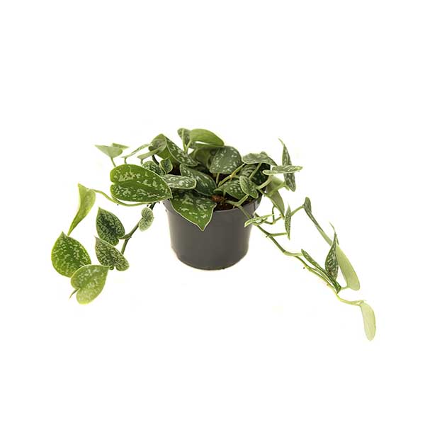 Сциндапсус Пиктус Треби d12 h15 