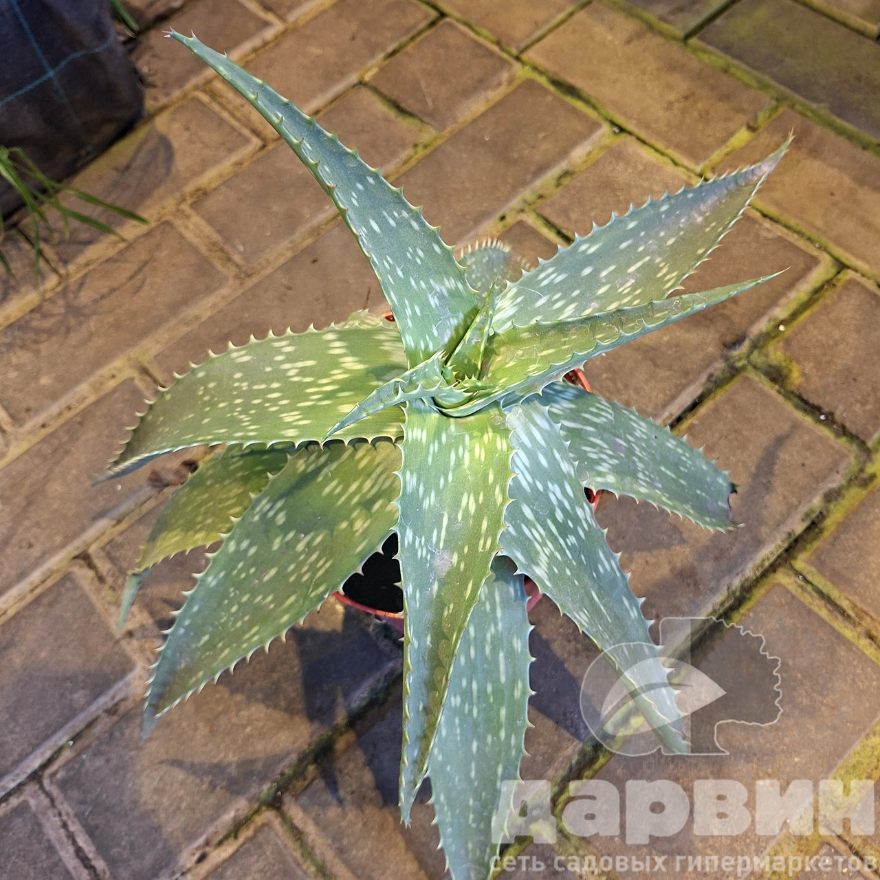 Алоэ д15 х40 marked