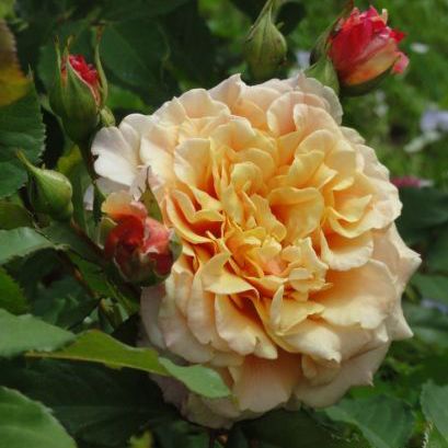 Роза шраб Карамелла с5, Tim 