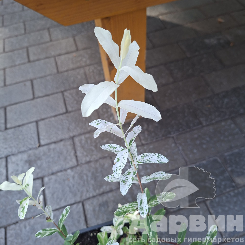 Ива цельнолистная Хакуро Нишики в2 лав (2) ватермарка