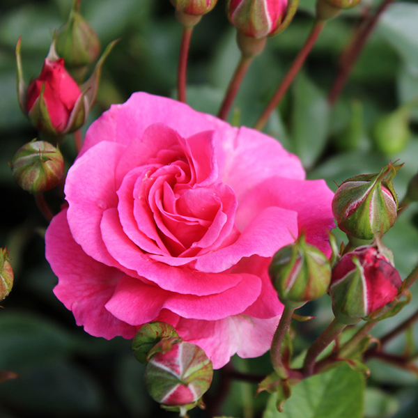 Роза флорибунда Том Том темно-розовый в коробке ЦО 