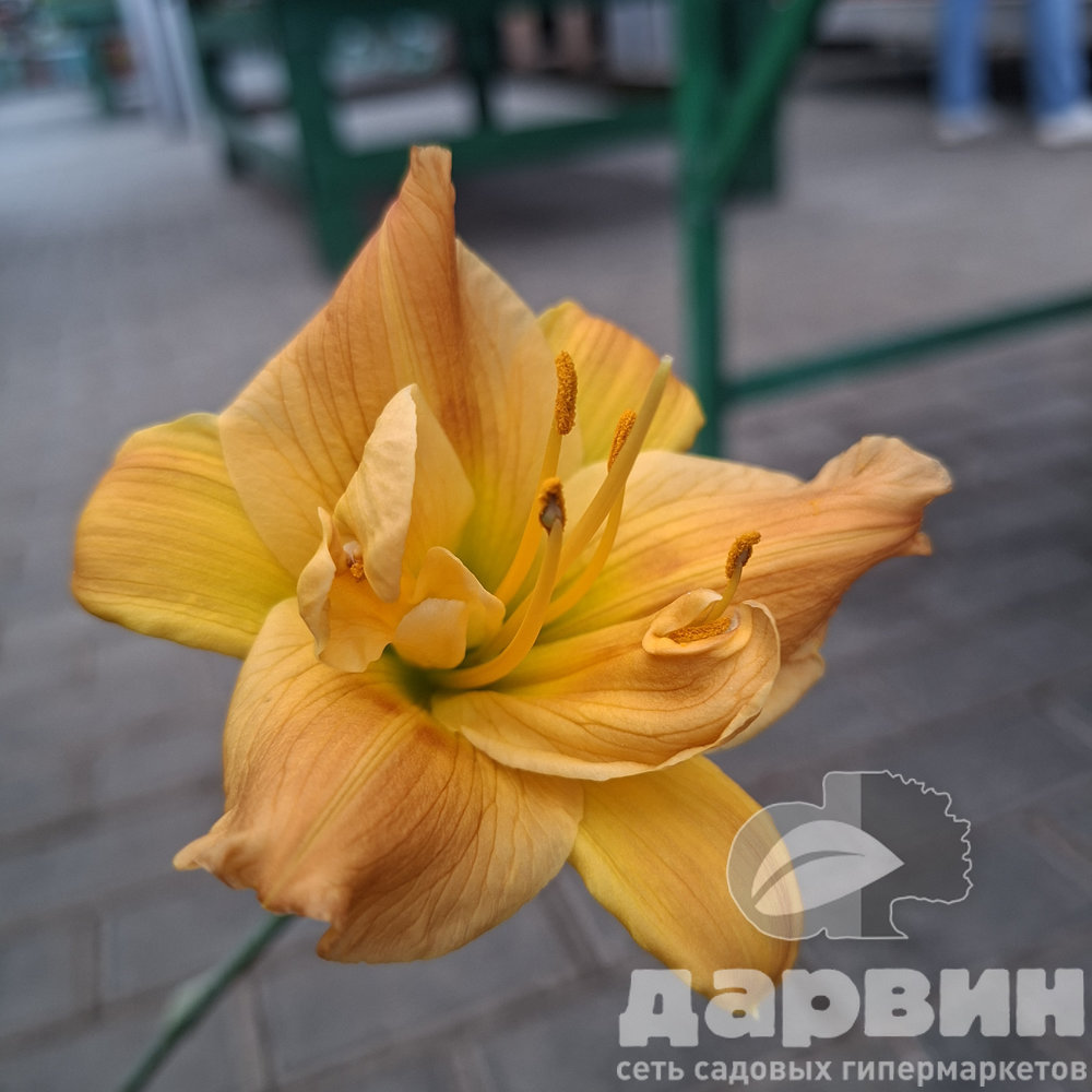 Лилейник Дабл Оранж Зефир v2 Tim 