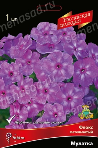 Кореневище Флокс метельчатый Российская селекция Мулатка 1шт Поиск 