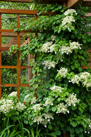 Гортензия черешковая | Evergreen vines, Hydrangea vine, Garden vines