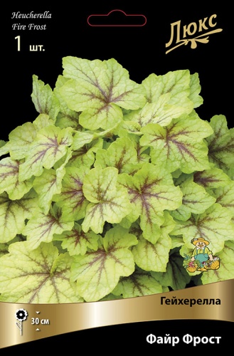 Корневище Гейхерелла Файр Фрост l 1шт Поиск 