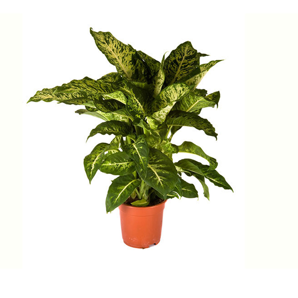 Диффенбахия Марс d24 h90 