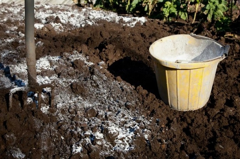 Раскислите почву 