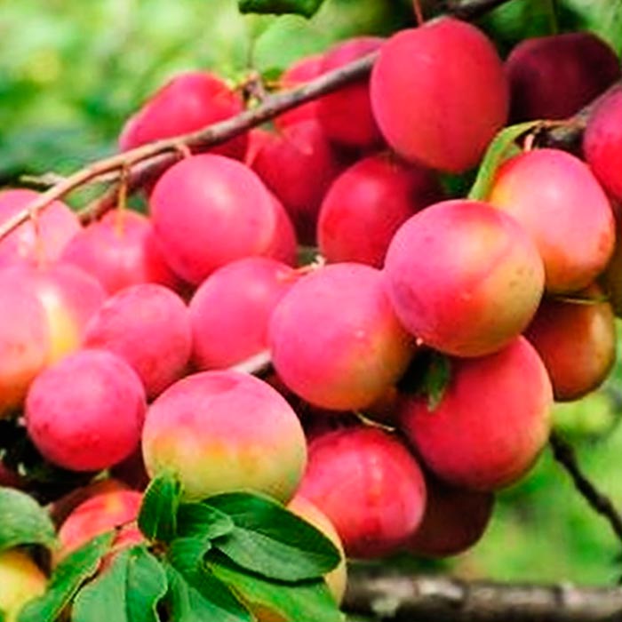 Алыча Кубанская комета v7/10 120-140 Tim 