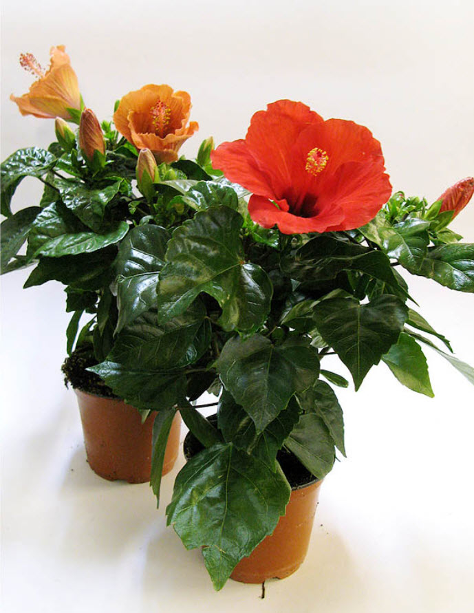 Гибискус микс d13 h35 