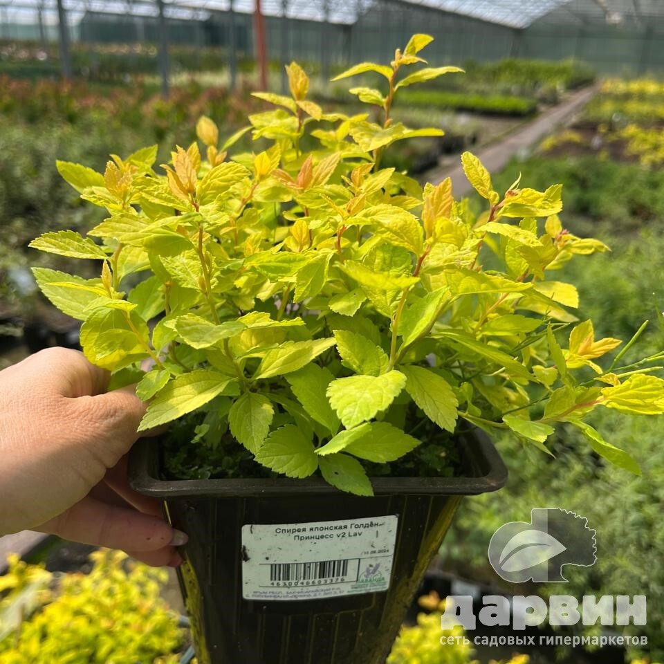 Спирея японская Голден Принцесс v2 Tim 