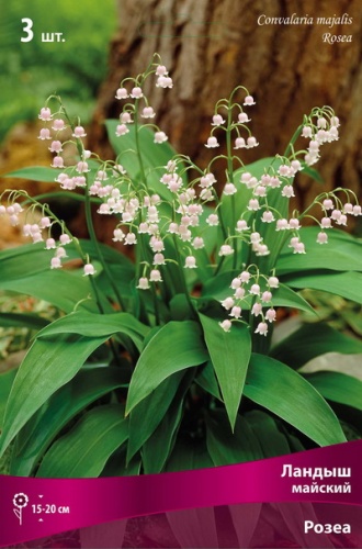 Кореневище Ландыш майский Розеа 1шт Поиск 