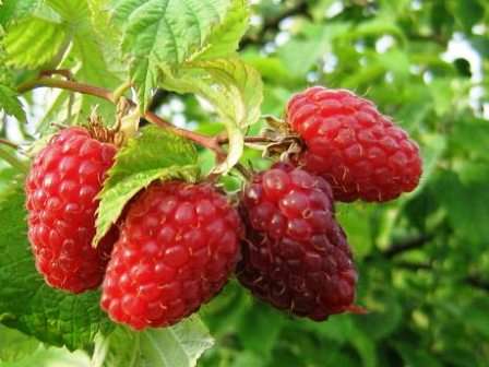 Малина крупноплодная Гусар красная p9 ОСП 