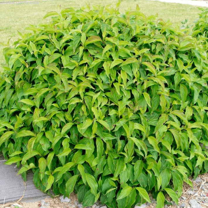 Дерен отпрысковый Келсей v2 Lav 