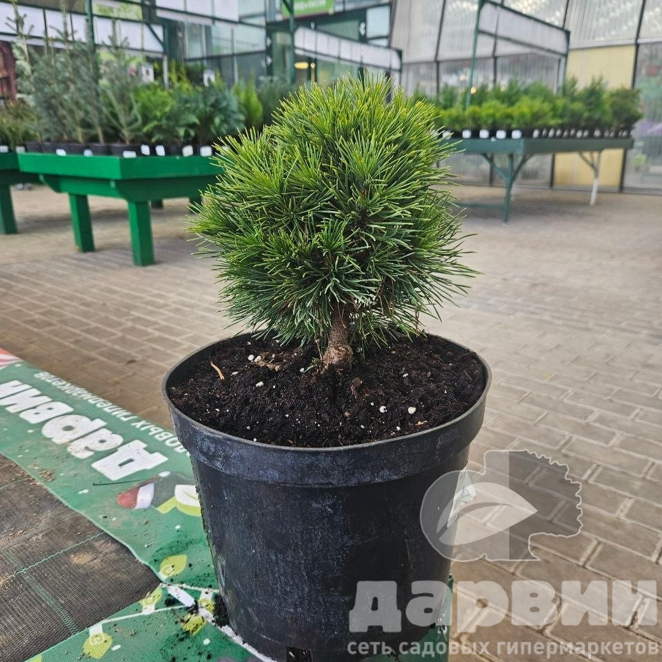 Сосна горная Варелла v5 Lav 