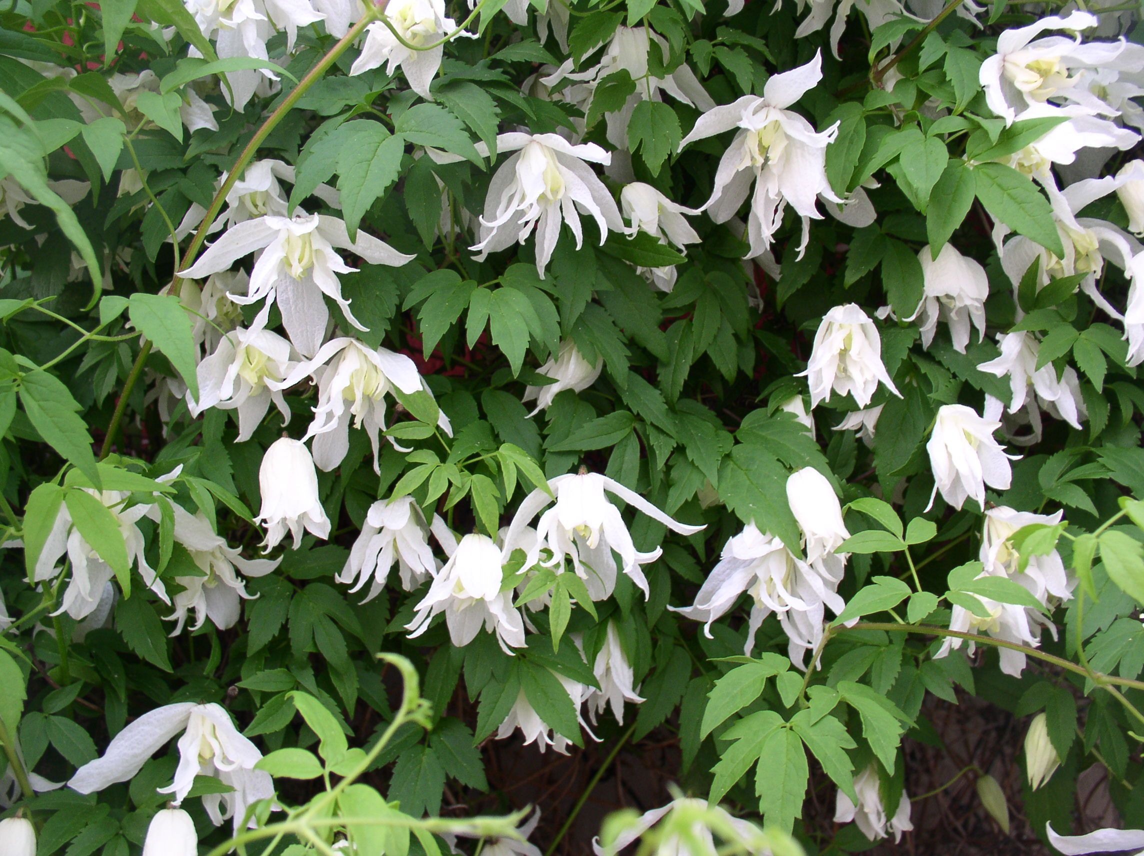 Клематис Вайт Свон v2 