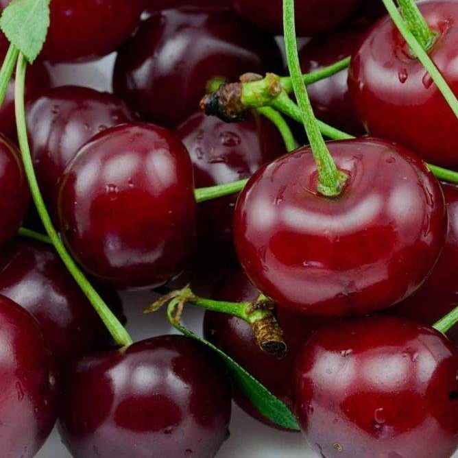 Дюк Ходоса 80-100 Tim 