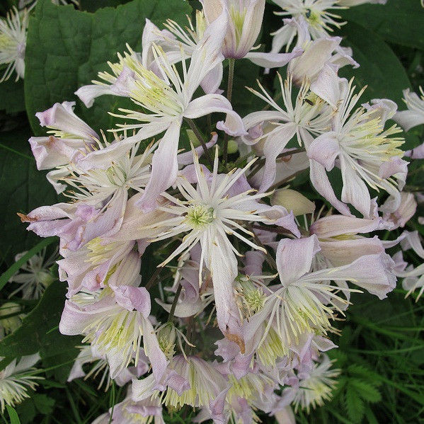 Клематис Мисс Роберт Брайдон, Р7 