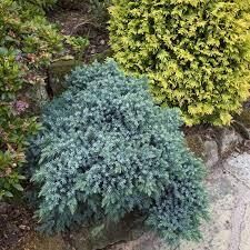 Можжевельник чешуйчатый Блю Стар v15 20-40 Bor 