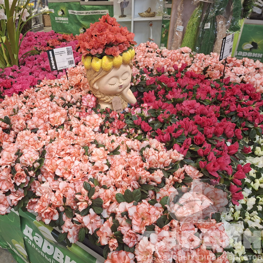 Азалия индика в ассортименте d12 Tim 