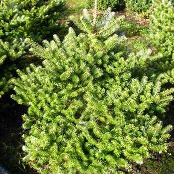 Пихта корейская Молли С3 BL 