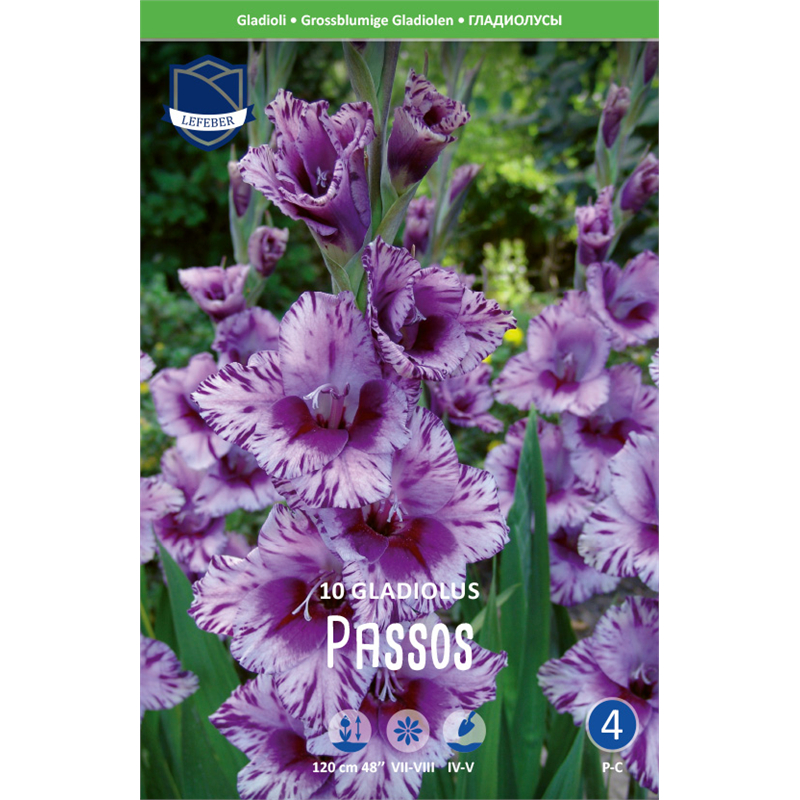 Луковица Гладиолус Пасос 14/16 10шт 