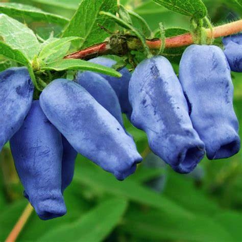 Жимолость съедобная Морена v2 Tim 