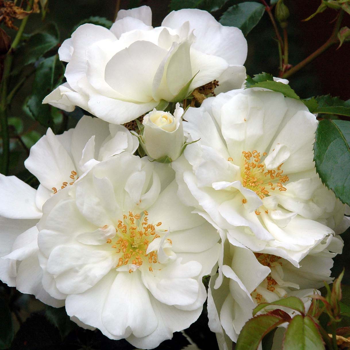 Роза миниатюрная Вайт Кове в коробке ЦО 