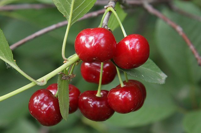 Дюк Краса Севера ранн v7 100-140 Tim по цене  Дюк Краса Севера ранн v7 100-140 Tim