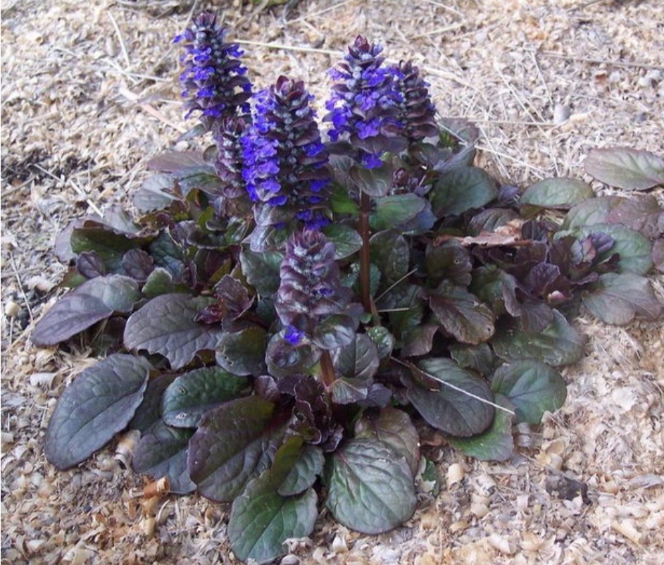 Живучка ползучая Атропурпуреа ,С1,5ЦО 