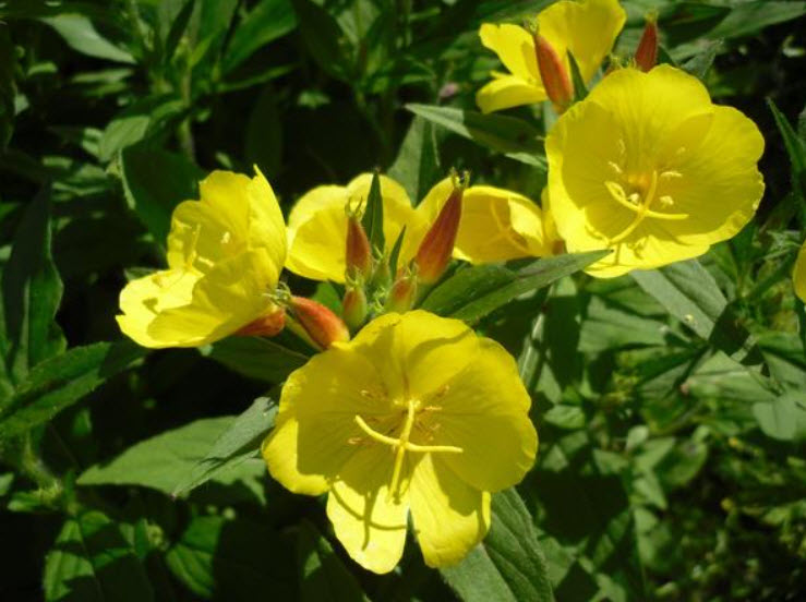 Энотера p9 Push 