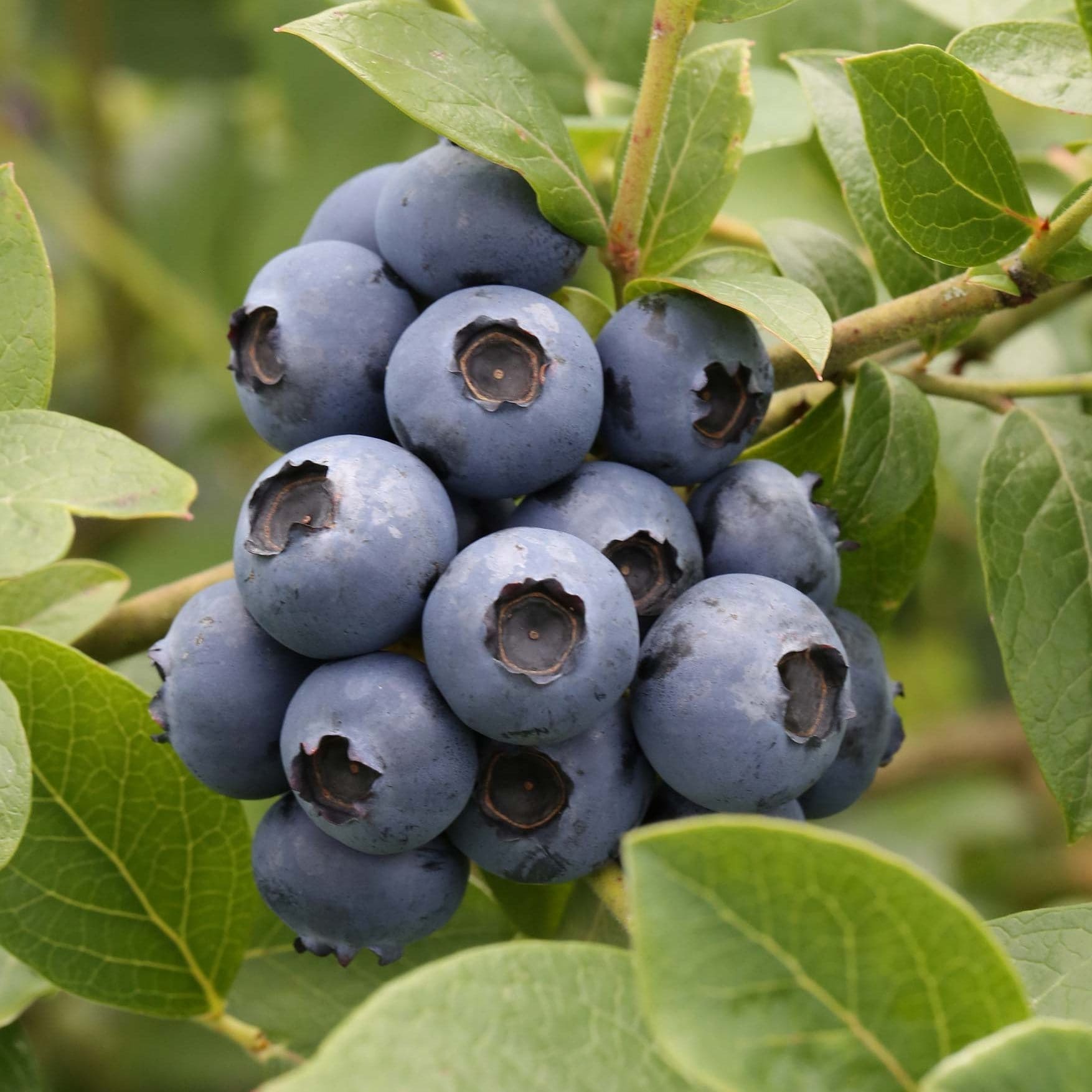 Голубика садовая Сиерра с2 ЦО 