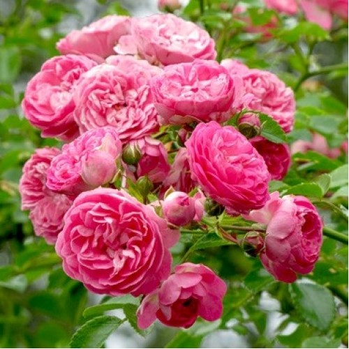 Роза плетистая Чаплинз Пинк, c5 Tim 