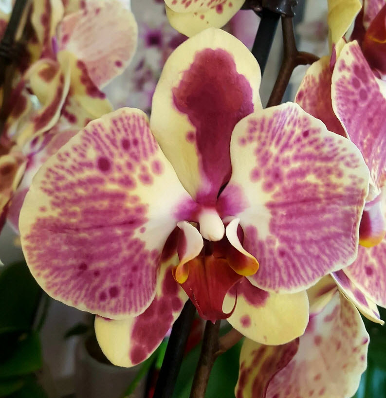 Фаленопсис 2 вет Экзотик Пунш d12 h65 