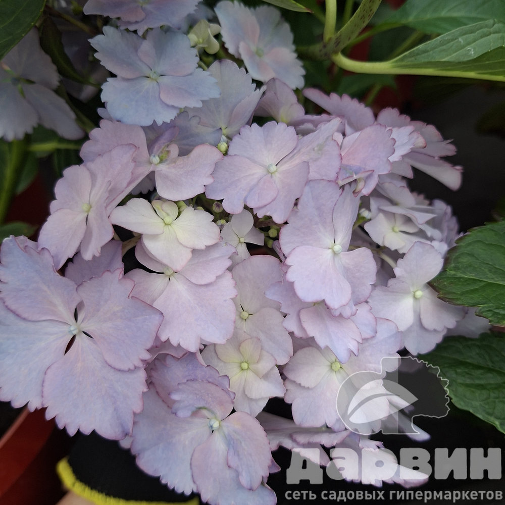 Гортензия крупнолистная Френч Канкан Блю в5 тим (6)