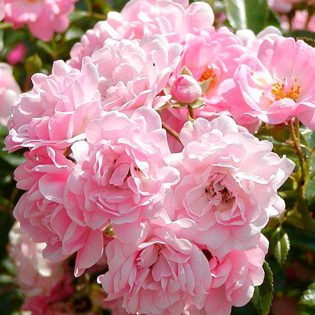 Роза почвопокровная Фейри v7,5 Sav 