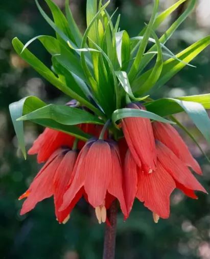 Луковица Рябчик  20/22, 1 шт HBM 