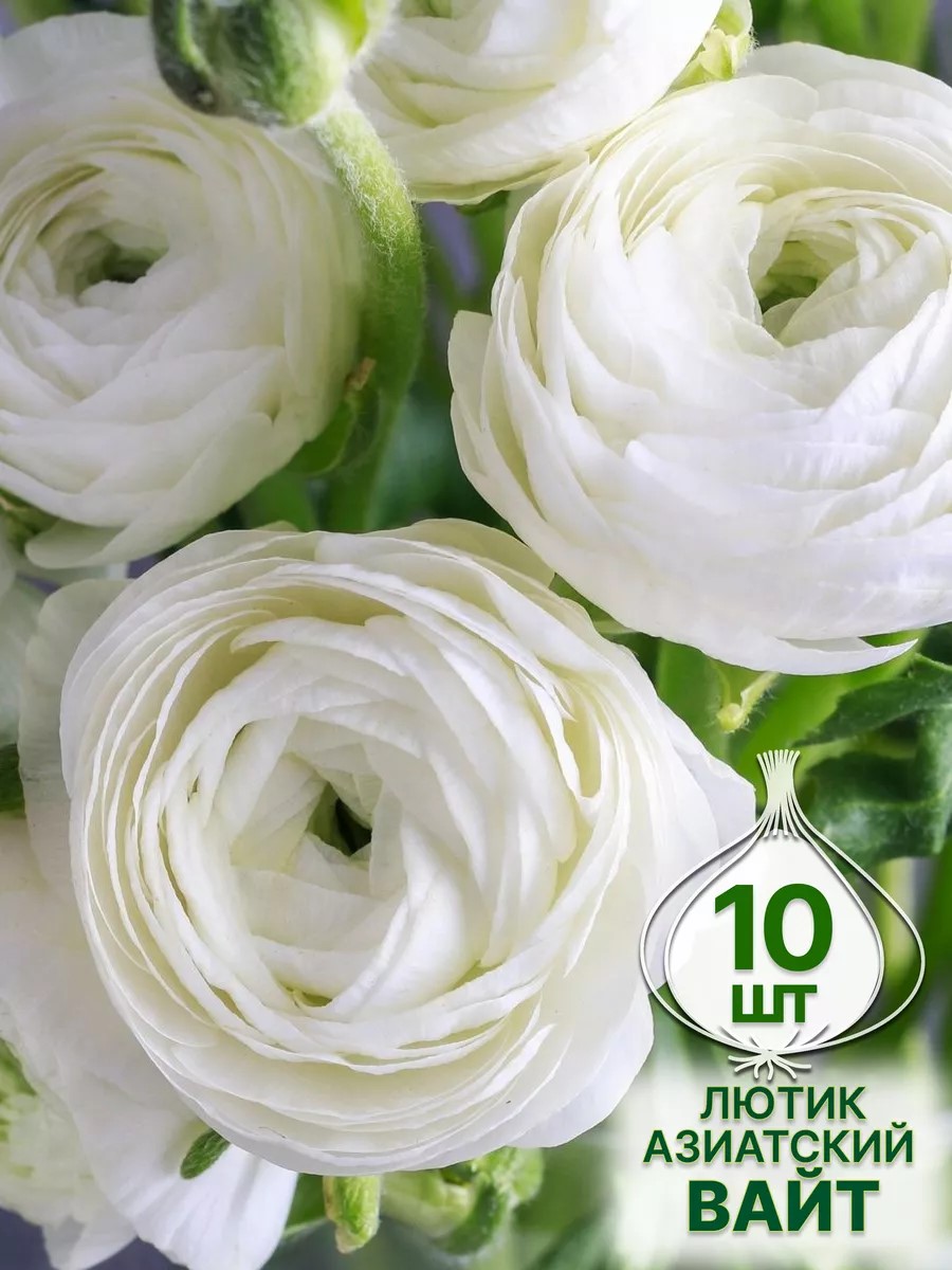 Луковица Лютик азиатский Вайт 10шт. Поиск 