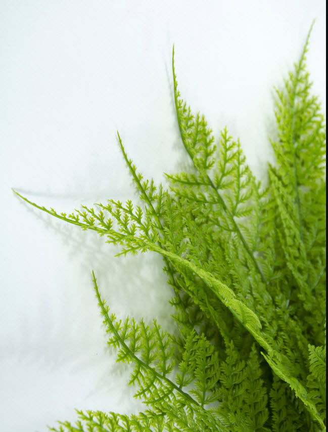 Папоротник на вставке 50см, зеленый по цене 