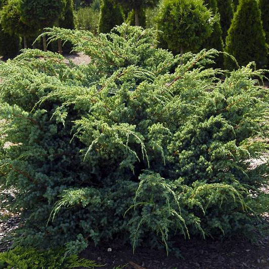 Можжевельник чешуйчатый Ханненторп v2 15-20 