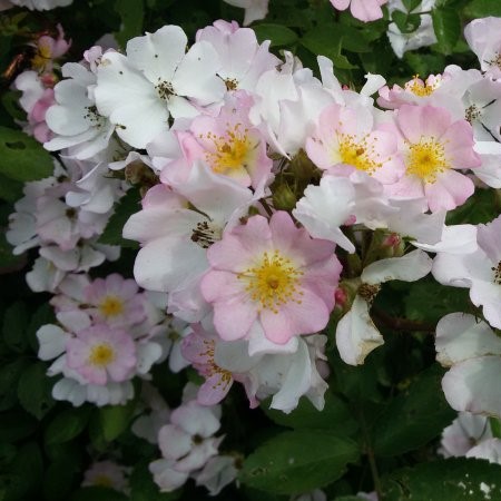 Роза миниатюрная Крылья Ангела v5 Lav 