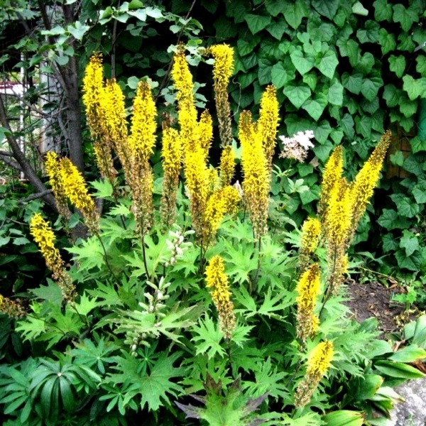 Бузульник пржевальского v2 Tim 